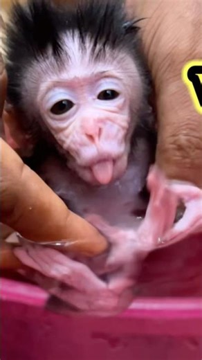 "Her Reaction to Bath Time 😂🐒"..