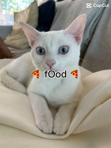 Elsa never stops eating….🫶🏻