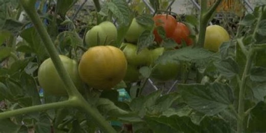 Master Gardener Volunteer Program