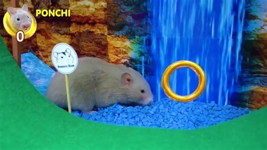 3K views · 57 reactions | #hamstermaze #HamsterPlayground #HomuraHam...