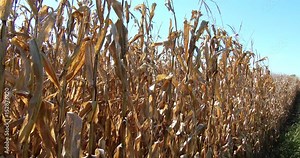 Edge Of Corn Field - Ready For Harvest
