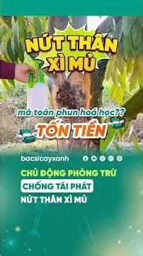 CHẶN ĐỨNG TÌNH TRẠNG NỨT THÂN XÌ MỦ, GIỮ VỮNG NĂNG SUẤT NHÀ VƯỜN