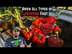 This is why your Peppers are not Turing Red ! Do this now ! #pepper #tips #gardeningtips