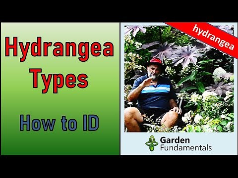 Hydrangea Identification 🌄🌎🍄 Know Your Type, so You Grow it Right