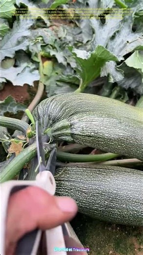 Récolter des courgettes : comment récolter des courgettes mûres à l'aide d'un petit couteau