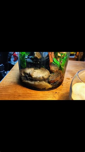 How to Make A Waterfall Paludarium In a Jar #paludarium #terrarium | Terrarium Designs2