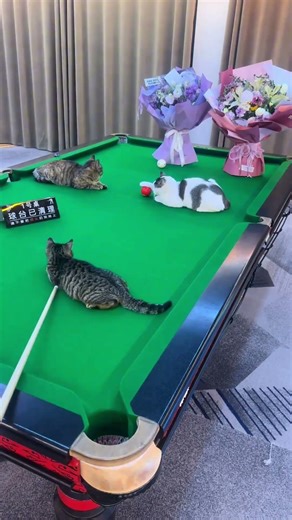 Does your little kitty play pool?