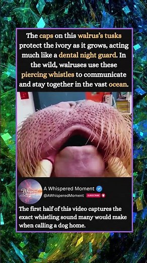 THE SCIENCE BEHIND THE WALRUS WHISTLE
