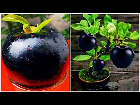 Technology Agriculture how to grow black Apple tree