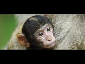 Montagne des Singes Alsace! Monkey Park! Monkey Life!!! Montanha dos Macacos Alsácia!