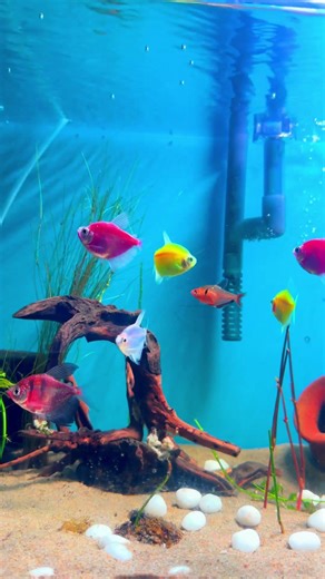 🔴 LIVE 24/7 Glow Widow Tetra ✨ Tiny Fish, BIG Glow😱!! #fish #glowfish #plantedtank