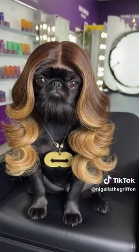 Brussels Griffon Haircut Humor