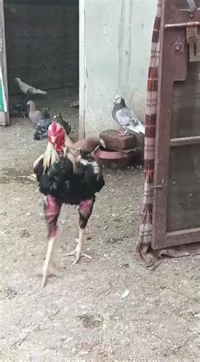 Top up nasal java +kabutar #aseelmurga #indonesia #aseellovers