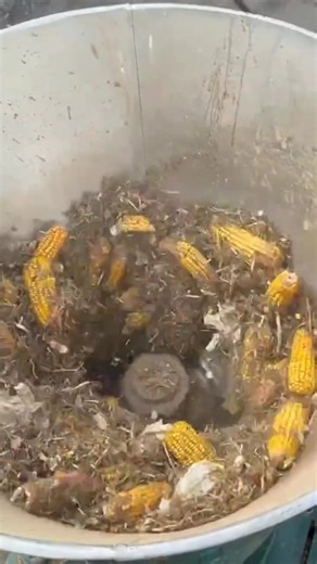 Achieve premium-grade pellets effortlessly with our pellet mill for animal feed, built for high power and smooth running. Whatsapp: wa.me/ 8615866689729 #feedpelletmachine #pelletmillforanimalfeed #feedmillmachine #animalfeedpelletizer #agricultureequipment #trending | Pellet Machine Factory TCPEL