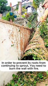 Method for removing perennial ivy #gardeningfun #gardening_feature #urbangardening #gardeninguk #gardeningphoto #gardeningistherapy #gardening101 #gardeningisfun #gardeningtime #gardeningday #gardeningproblems #gardeninggoals #gardeningideas #gardeninglove #gardening4pleasure #gardeningtips #gardeningmakesmehappy | Home Gardening