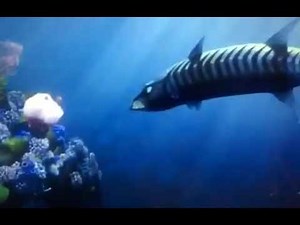 Finding Nemo Barracuda