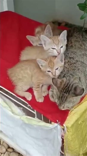 Meo 😸 meo 4