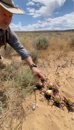 Canceriphilus florus: Terrestrial crustacean mimic with a floral carapace.