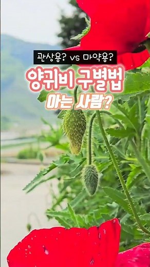 관상용?VS마약용? 양귀비 구별법 아는사람..❓❓ | #진안 #진안군