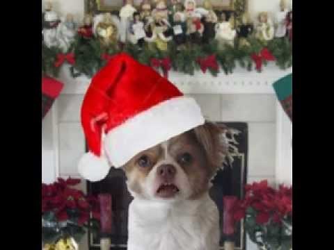 Funny Christmas Songs - Feliz Navidad