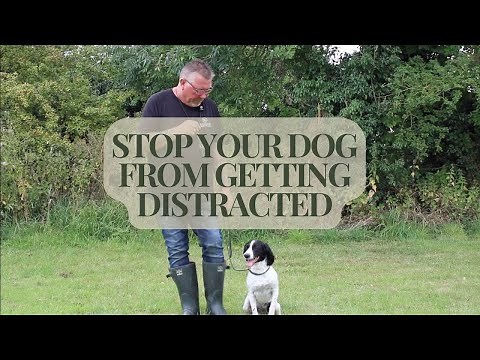 Stop Your Dog from Getting Distracted: How to Get Your Dog to Focus on You