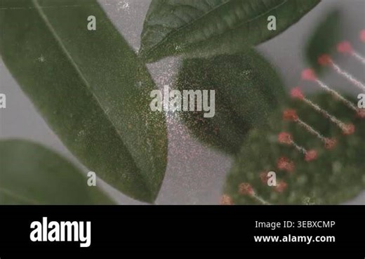 Animation of dna strand rotating over covid cells and blood cells on white background. Communication love energy and connection concept digitally generated video Stock Video Footage - Alamy
