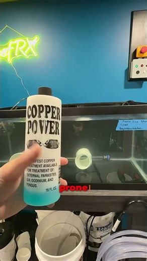 How to Treat New Fish for Parasites and Ick