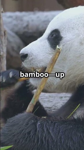 🐼 Celebrate National Panda Day – March 16! 🌿