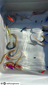 69K views · 1.3K reactions | New Colorful Fishes  #aquarium #fishing #aquascapeindonesia #fishtanks #aquariumhobbyist #aquascaping #reef #freshwateraquarium #akvaryumbaliklari #aquariums #aquariumfish #tropicalfish #aquariumlife #plantedaquariums #kesfetteyiz #photographie #freshwater #reeftank #bigfish #fishkeeping #cichlid #natureaquarium #bettafishtank #arowana #bettamalaysia #aquascaper #betta #bettaindonesia #koi #kesfetteyiz | AKVARYUM Bilgi Paylasim | Facebook