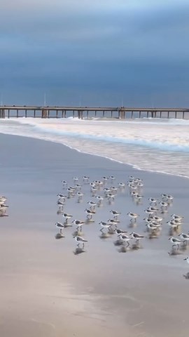 Wildlife Rescuers | Sandpipers, small shorebirds found along coastlines and freshwater habitats, are known for their quick and agile movements. These slender... | Instagram