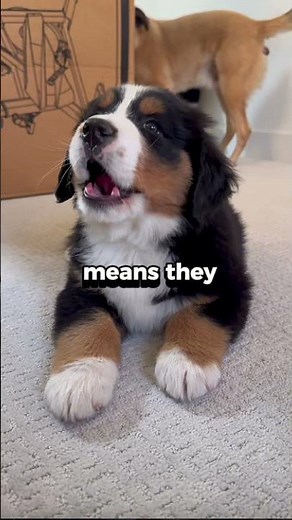 This is why you SHOULDN'T get a Bernese Mountain Dog!