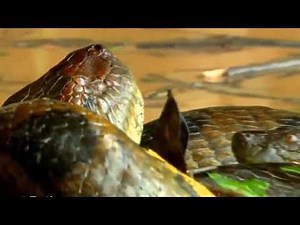 Die längste Schlange des Anaconda Welt im amazonas gefunden