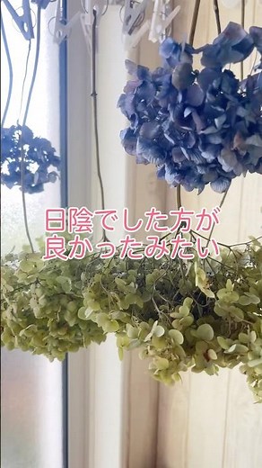 アナベルドライフラワー