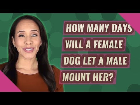 How many days will a female dog let a male mount her?