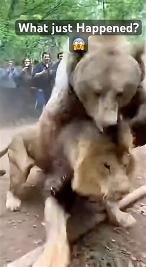 Lion vs Bear: No One Saw Coming#animals