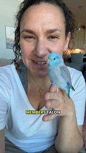 Meet Talon, my 1 yo pacific parrotlet 🩵 #talon #parrotlet #parrot #bird _035 | Jerry Stewart