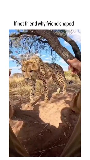 viralsnap_hub on Instagram: "The post showcases a viral video of a cheetah in a Namibian savanna playfully nuzzling and hugging a human handler, captioned with the meme "If not friend why friend shaped" to emphasise its unexpectedly cuddly demeanour. Cheetahs exhibit remarkable docility towards humans compared to other big cats, with no recorded attacks, as documented by the Cheetah Conservation Fund, enabling such interactions in controlled conservation settings. This footage, originally from I