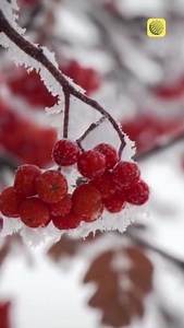 These picturesque winter displays are often the result of ice rime or hoarfrost, winter phenomena that occur in very specific conditions. https://ow.ly/BRoo50UhHZZ | The Weather Network