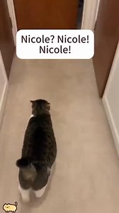 28K views · 1.1K reactions | English speaking cats #funny #funnycats #funnyanimals | Funny Cats on camera | Facebook