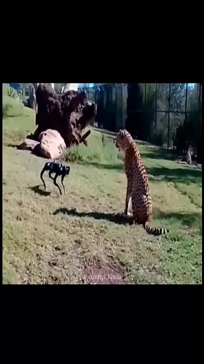 Robotic animal with tiger 🐅 #reelsinstagram | Roomi Hub