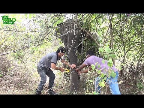 Hunters’ trap caught the trunk of a big elephant |wildlife team saves elephant’s trunk from trap