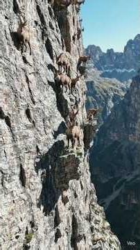 😱 Fearless Mountain Goat Conquers Dangerous Cliffs! #mountain