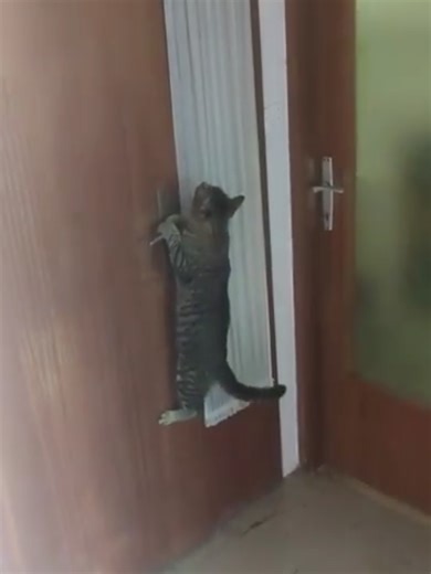 Moj supermačak snagator Ante otvara sva vrata kao od šale i zato ih trebam dvostruko zaključavati, za sigurnost njega i njegove braće 🙂