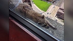 22K views · 135 reactions | WATCH....A racoon in Minnesota is catching the nation's attention. The little guy - or girl - is stuck on the side of an office building. MORE>>https://bit.ly/2JxovUM | CBS 4 News Rio Grande Valley | Facebook