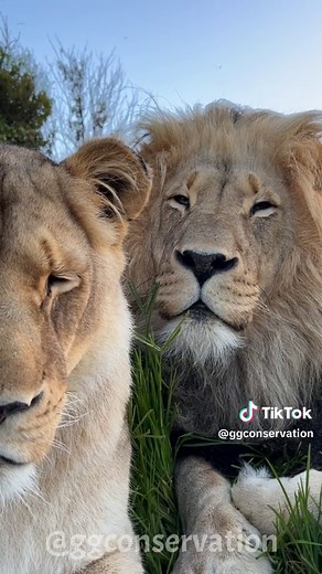 Tender moments exist in #lionpridelife 🫶 📹 : @ggconservation 📍 : @ggconservation 🌍 : South Africa 🦁 : Braveheart & Lexi