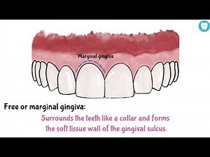 Parts Of Gingiva (Easy)