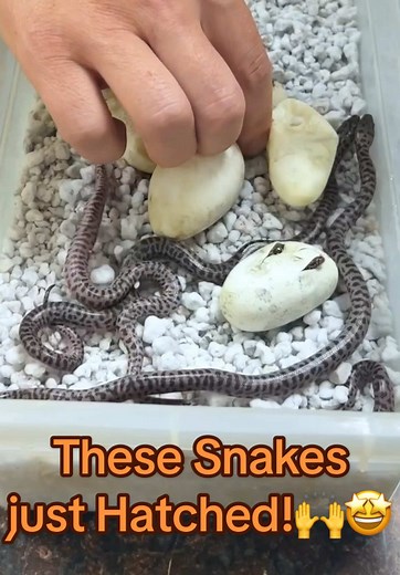 Exciting Moments with Newborn Pythons Hatching