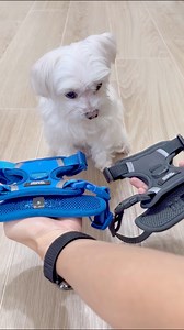 How to Easily Put a Harness on Your Dog 🐾 Harness vs. Collar: Which Do You Prefer? #maltese #dog #smalldog #dogharness #maltesedog #dogsofinstagram #dogsoffacebook #dogaccessories #fordogs | Maltese Angels - A-Rod and Bailey