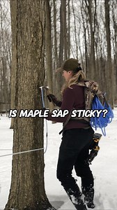 Is sap from a maple tree sticky? 🍁 #realmaplesyrup | The Maple Farmer