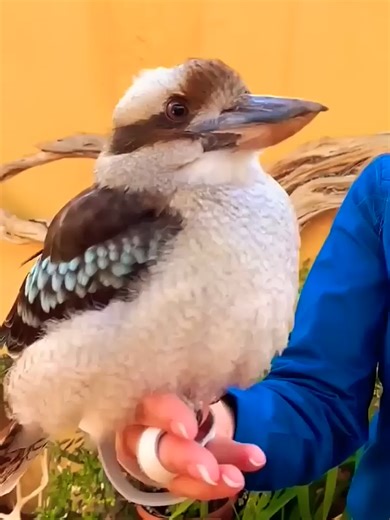 Australian Kookaburra singing 🪶 🪶 🅾🆉 🅱🅸🆁🅳🆂